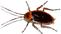cockroach control services in nairobi