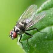 flies control services in nairobi