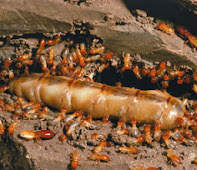 termite control services in nairobi