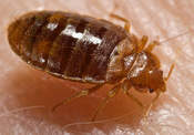 bed bugs control services in nairobi
