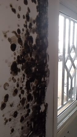 mold cleaning services
