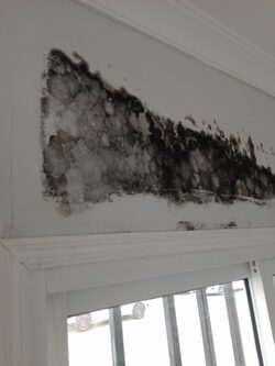 mold remediation services in Nairobi