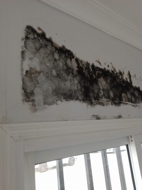 mold removal services