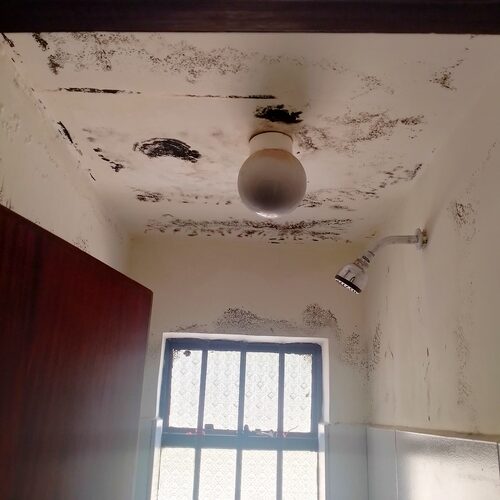 mold remediation in the roof
