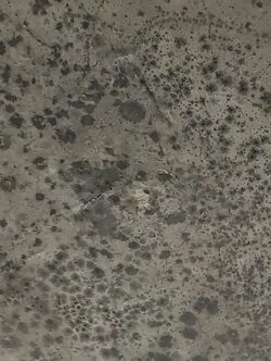 Mold on the ceiling