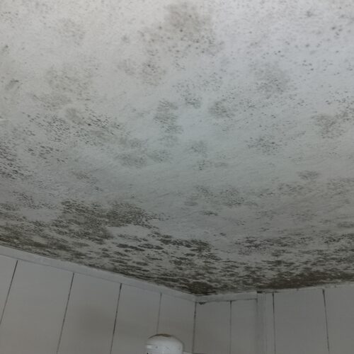 Black mold in the walls