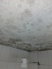 Black mold in the ceilling