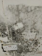 Black mold in the walls