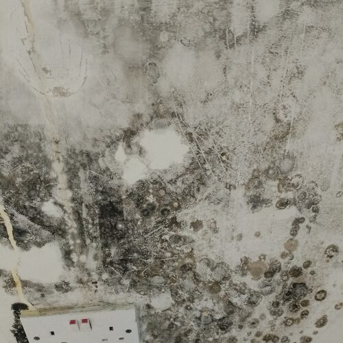 mold removal services in Nairobi