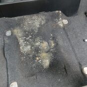 mold growing on car interior