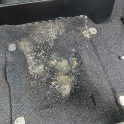 mold on car floor